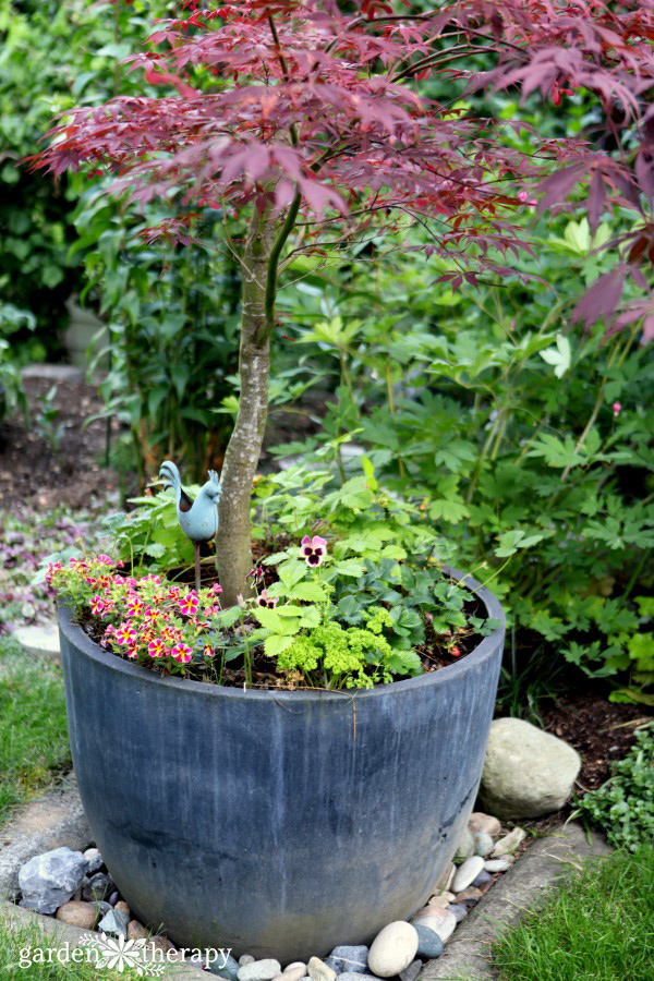 Japanese Maple Planter