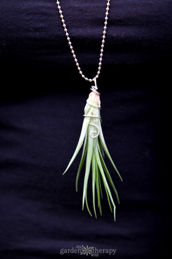 air plant hanging in a necklace as homemade gifts