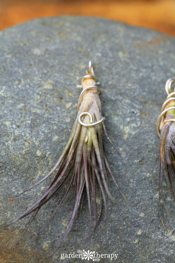 Purple Air Plant Necklace Garden Therapy