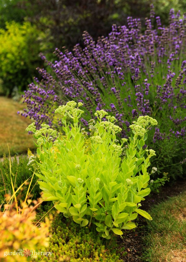 drought tolerant plants are one of the best ways to reduce water usage