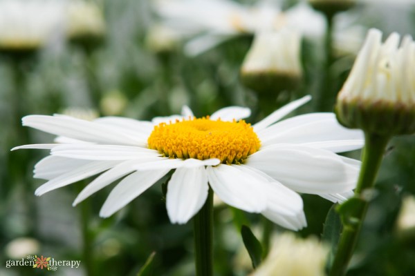 shasta daisy in bloom