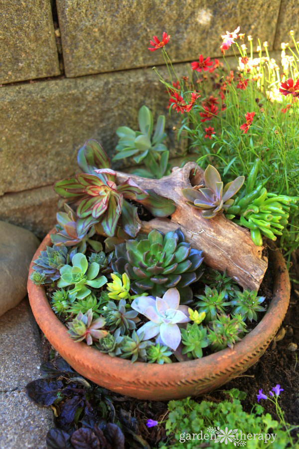 Succulent bowl planter with wood feature