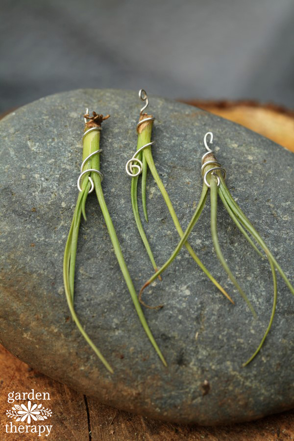 Three Air Plant Necklaces Garden Therapy