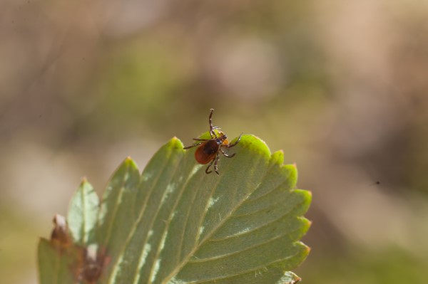 The Facts on Ticks and Lym Disease Prevention