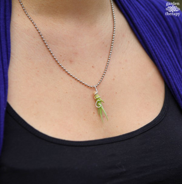 Tiny Air Plant Necklace Garden Therapy