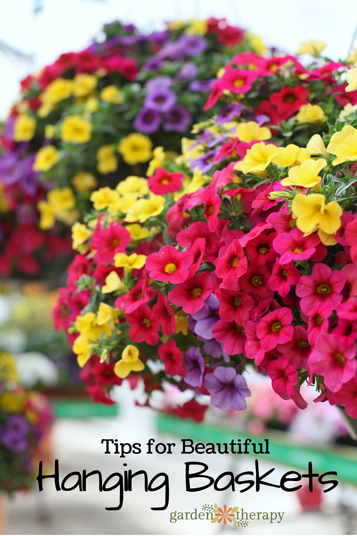 Tips and ideas on growing beautiful hanging baskets