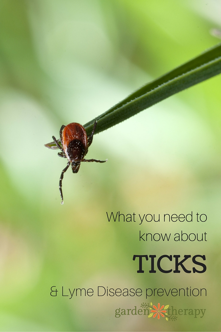 What you need to know about ticks and Lyme Disease Prevention