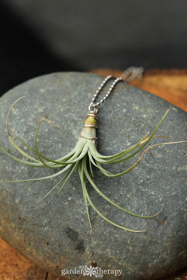 Wide Air Plant Necklace Garden Therapy