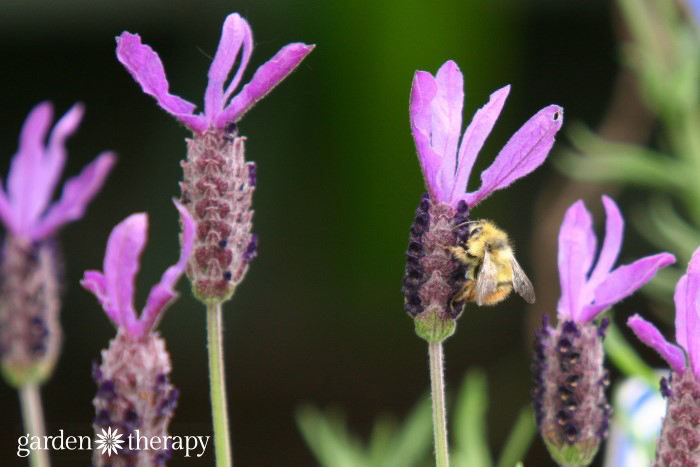 bee on spanish lavender