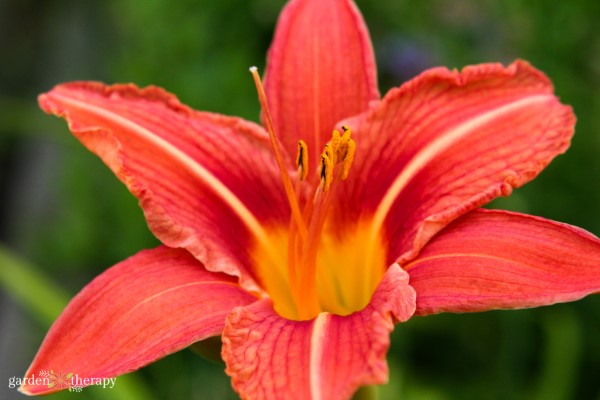 daylily for sunny gardens