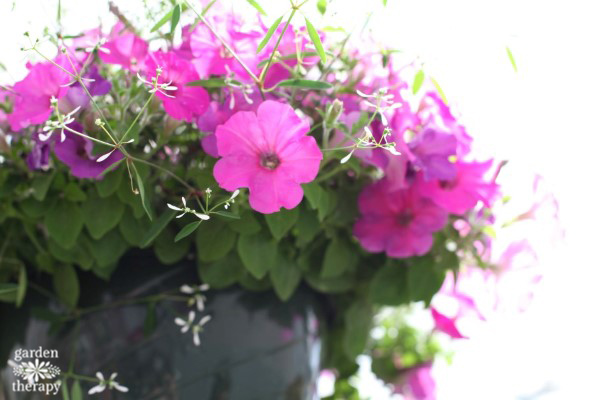 Wave Petunias