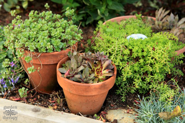 succulent planters