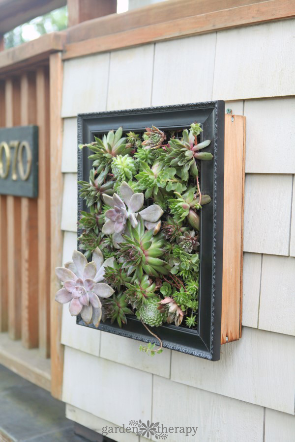 succulent wall art frame DIY from Garden Made