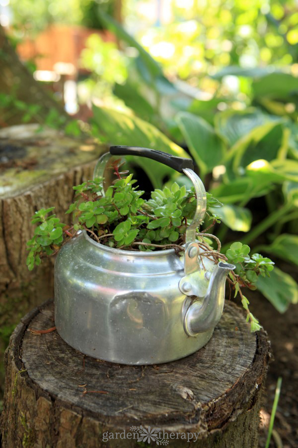 tea kettle succulent planter