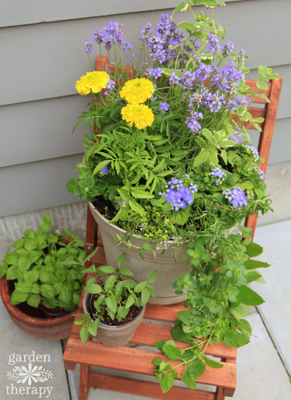 A Mosquito-Repelling Container Garden Arrangement for the Deck or Patio