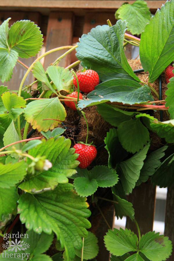 Beautiful Living Wreath