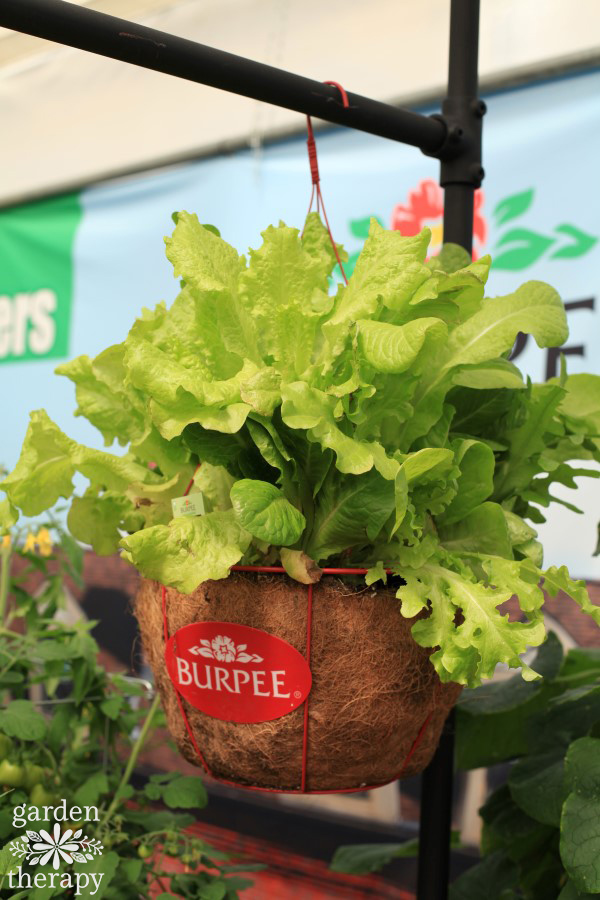 Hanging basket with lettuce