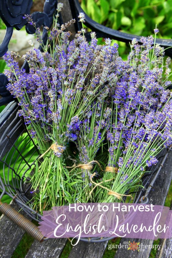 How To Harvest Lavender Plants For Recipes And Crafts Garden Therapy