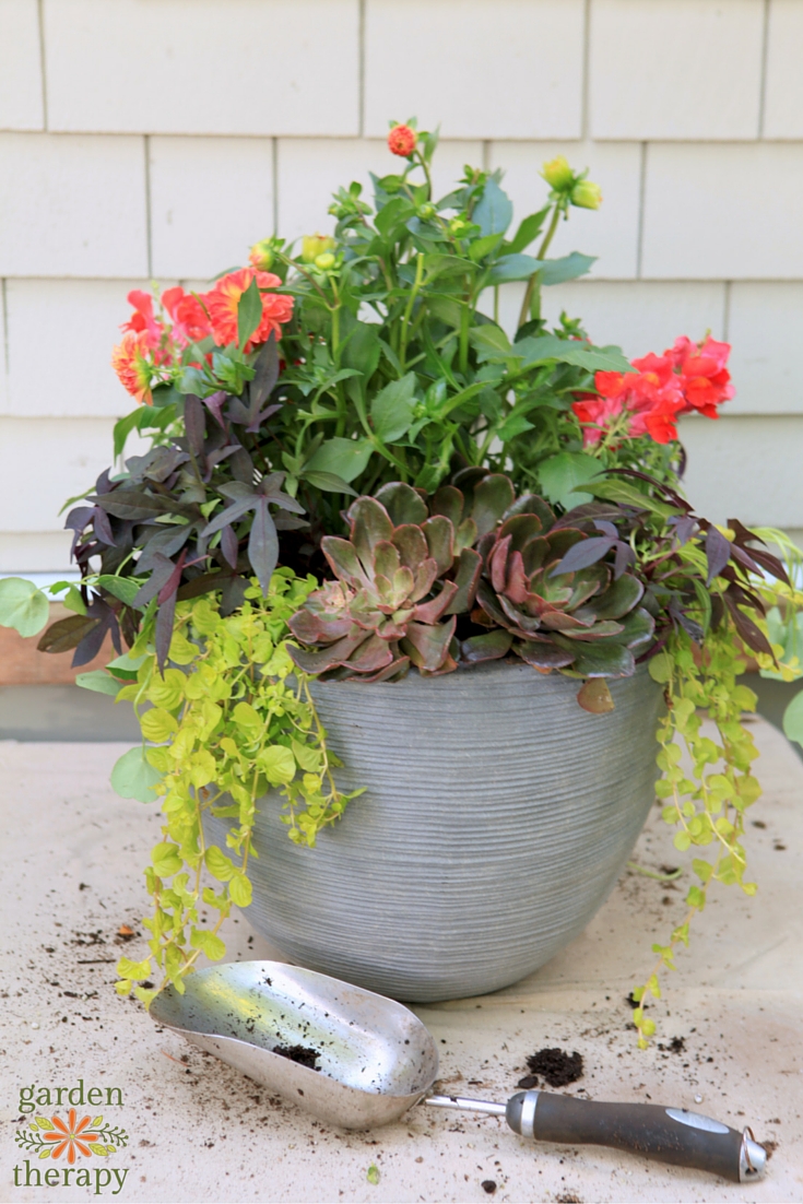 fall container garden filled with succulents, and blooming flowers