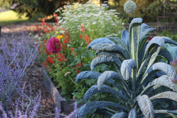 Lacinato kale in garden adds color and interest