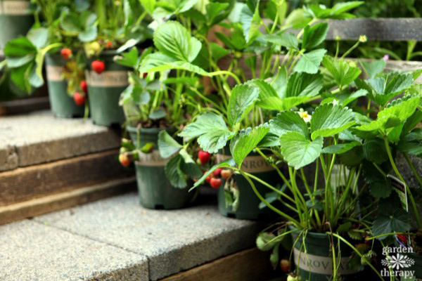 Monrovia Strawberry Plants