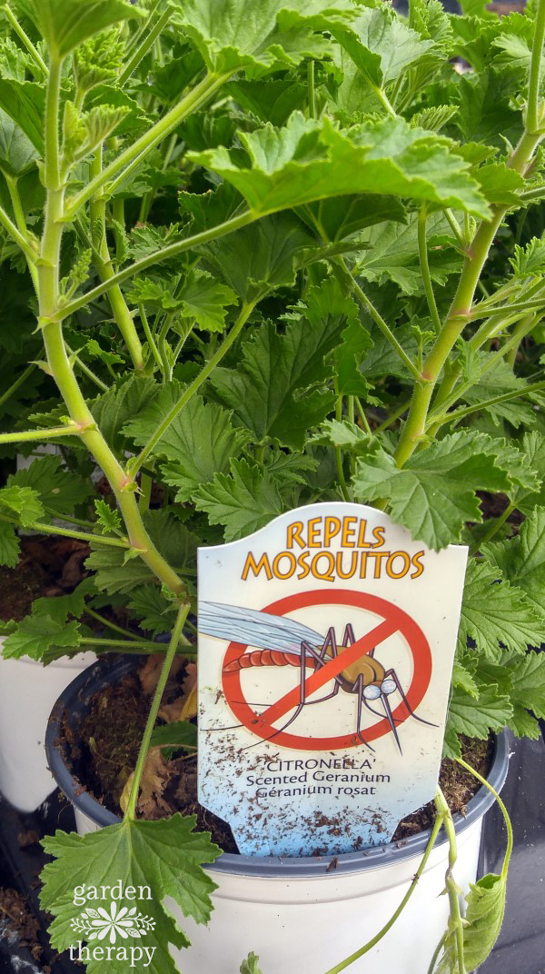 The Ultimate Guide 34 Plants That Repel Mosquitos Naturally