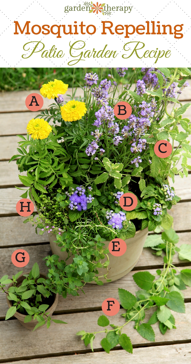 Mosquito Repellent Plants In A Pretty Diy Container Garden