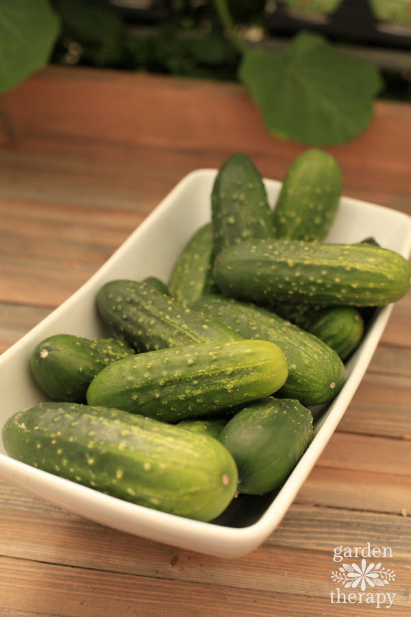 how to save cucumber seeds