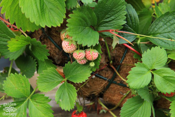 Pineberries