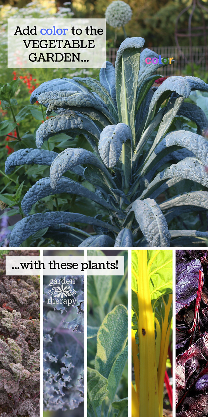 Plant a rainbow of color in your vegetable garden with these top plants for designing with edible foliage