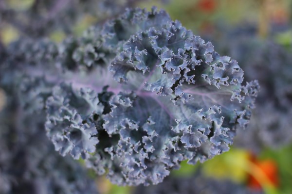 Redbor kale has striking purple foliage in the garden