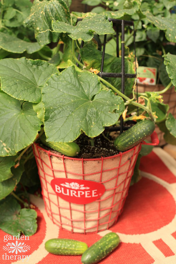 cucumber plants growing in a red wire basket lined with burlap.