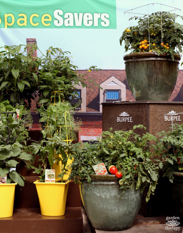 tomatoes growing in pots 