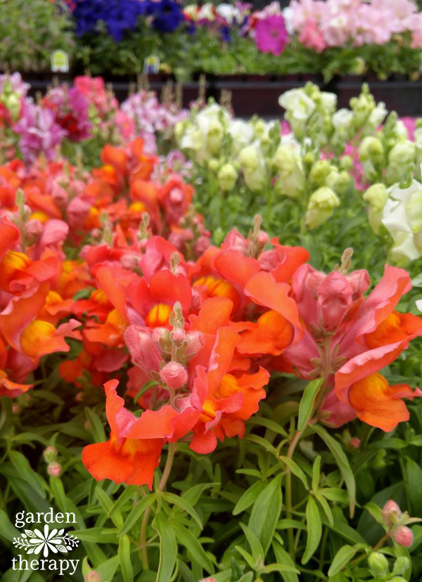 Snapdragons at Garden Center