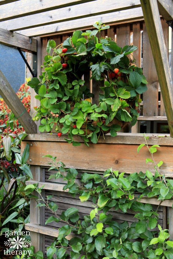 Strawberry Wreath Instructions