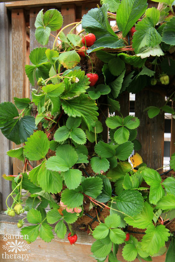 Strawberry Wreath