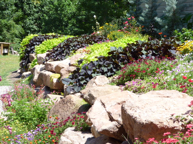 Sweet Potato Vine planted in a rock wall garden