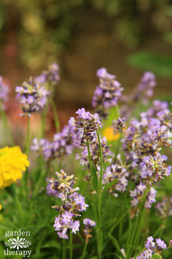 Mosquito Repellent Plants In A Pretty Diy Container Garden