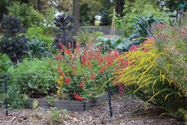 View of garden with Redbor & Lacinato kale in a colorful vegetable garden design plan