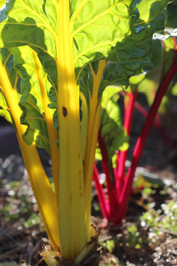 Rainbow chard to brighten up the Vegetable Garden