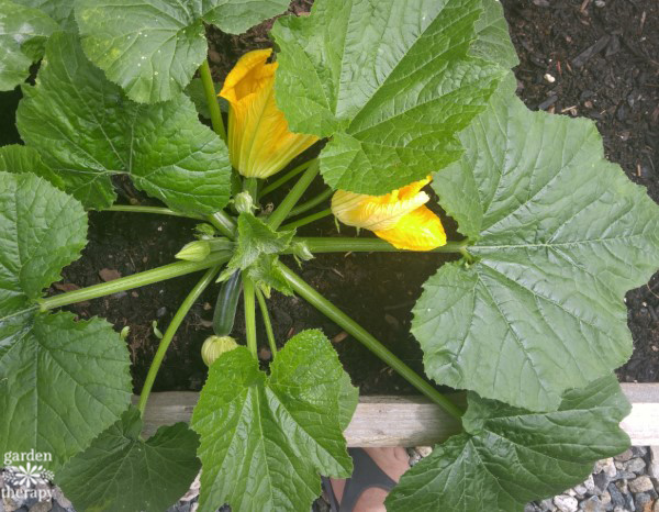 flowering zucchini plant