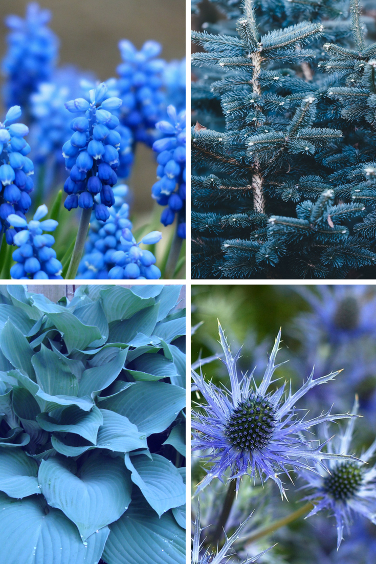 Blue Garden Plants