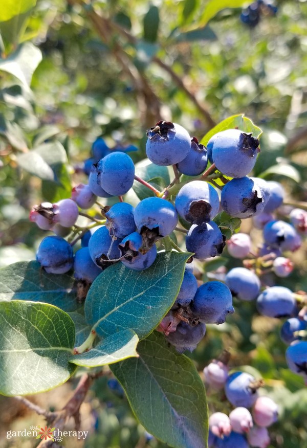 blueberries growing on a bush