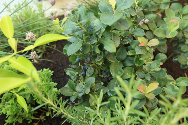 blueberry bush planted in kitchen garden