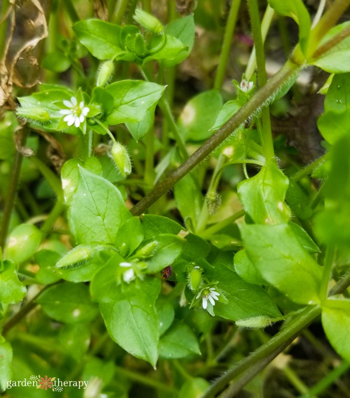 Chickweed