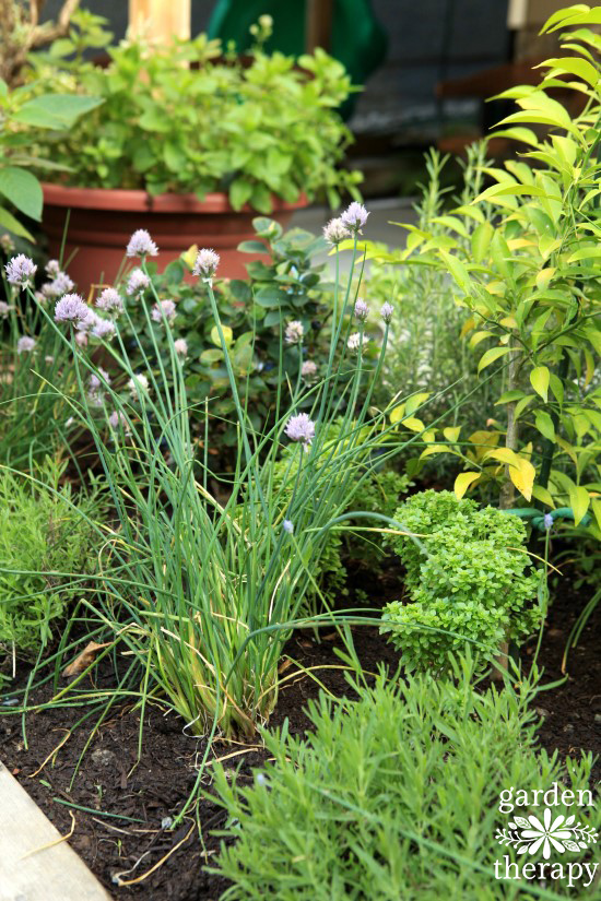 Chives and lavender