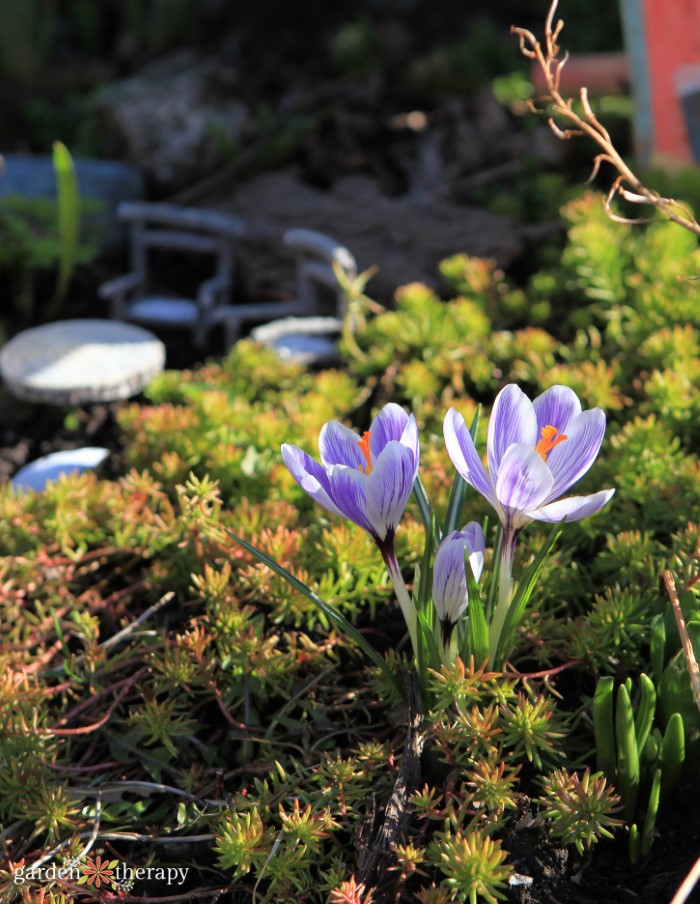 Crocus Blooming in Sedum as early blooming flowers