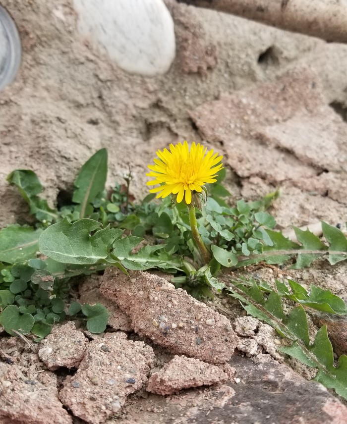 Dandelion Growing in Rocks