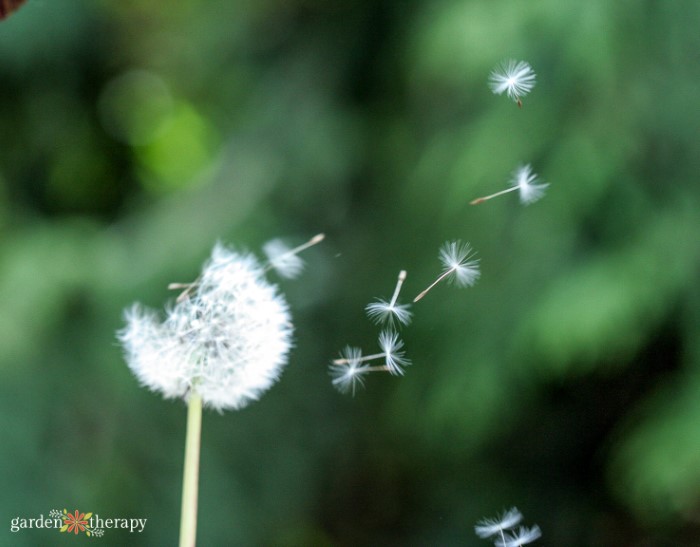 Dandelion Seeds