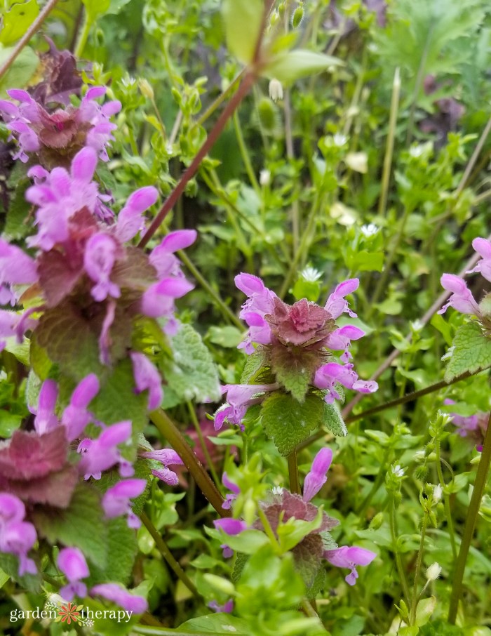 garden weeds identification purple